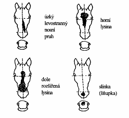 Hlava