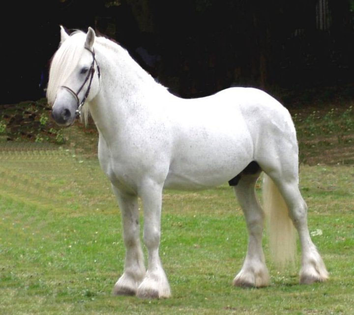 fell pony stallion