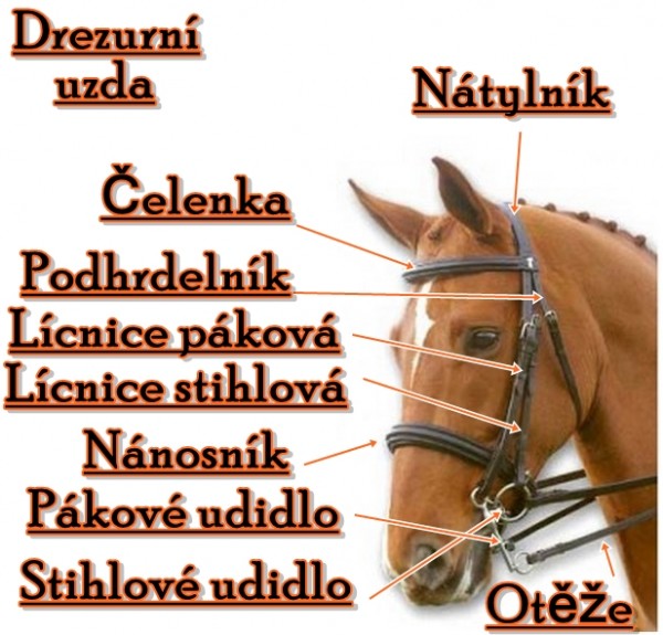 Uzda